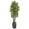 6ft. Bamboo Tree with Black Trunks in Metal Planter